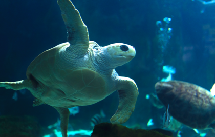 Grupos Acuario de Gijón