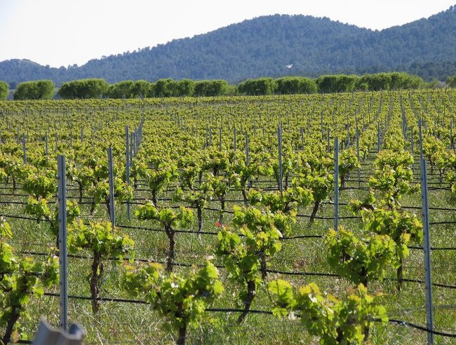 Ruta del Vino Utiel-Requena desde Valencia