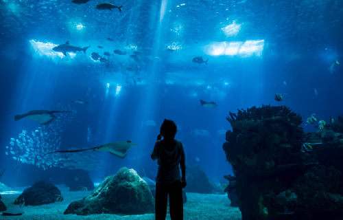 Oceanário de Lisboa (No integrado)