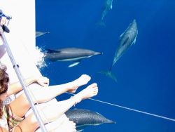 Tours y Excursiones en Barco - Fuengirola