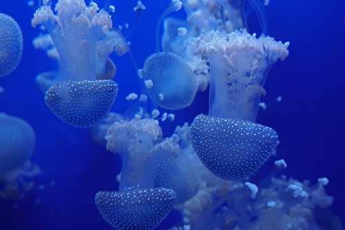 Acuario de Sevilla