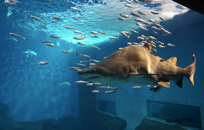 Grupos Acuario de Sevilla