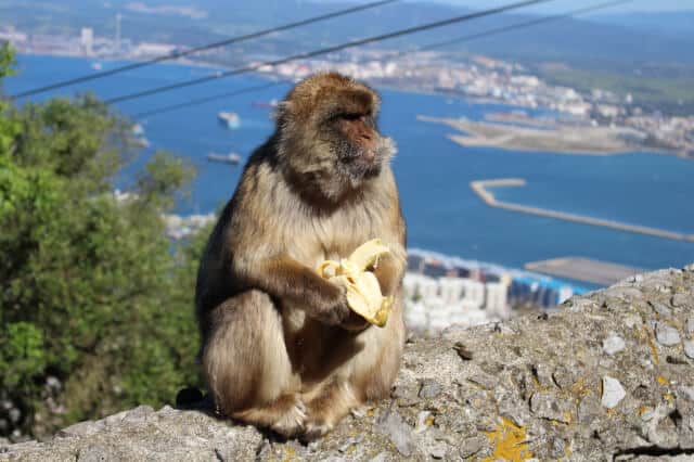 Visita Guiada por Gibraltar con Rock Tour desde Sevilla