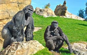 Bioparc Valencia