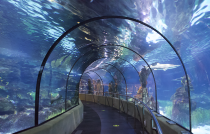 Grupos L'Aquarium de Barcelona